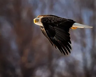 Eagle Glen Veterinary Clinic Picture 7