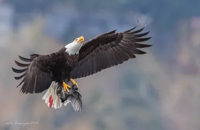 Eagle Glen Veterinary Clinic Picture 6