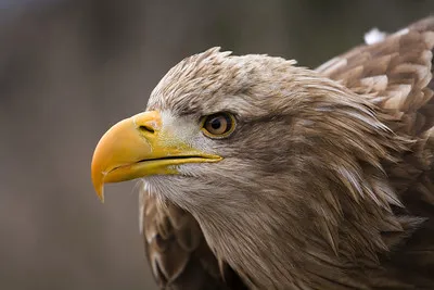 Eagle Glen Veterinary Clinic Picture 8
