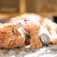 Eagle Rock Animal Emergency ico