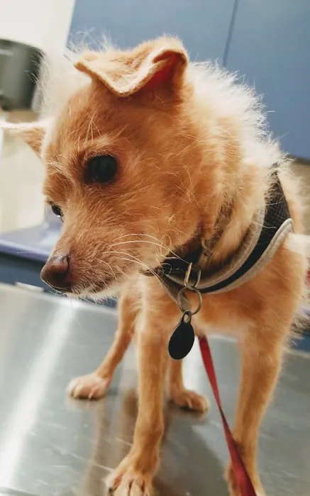Eagle Rock Pet Care Picture 8