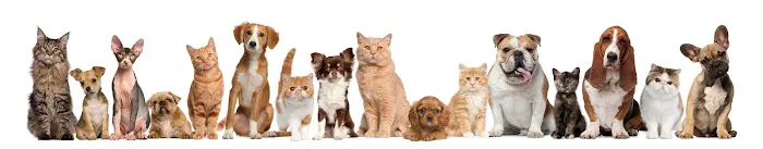 Eagle Rock Pet Care Picture 6