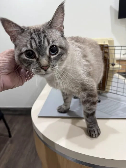 Griffith Pet Hospital Picture 6