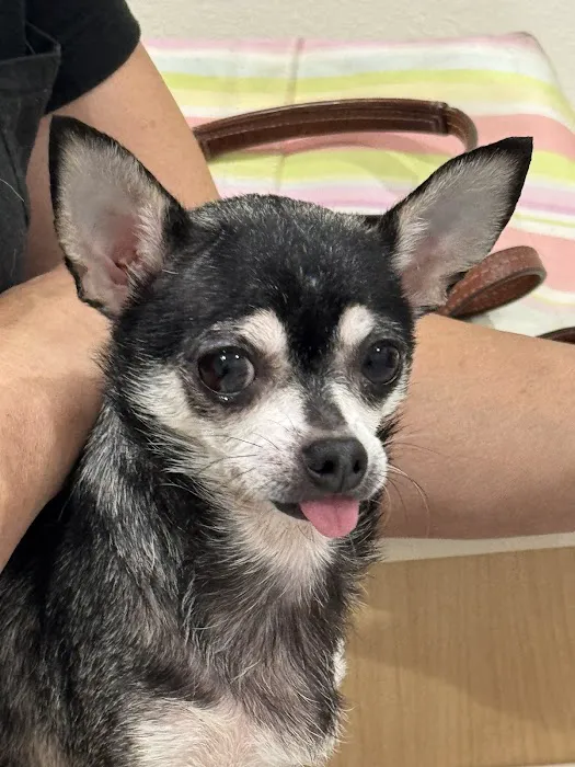 Griffith Pet Hospital Picture 7