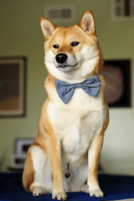 Griffith Pet Hospital Picture 9