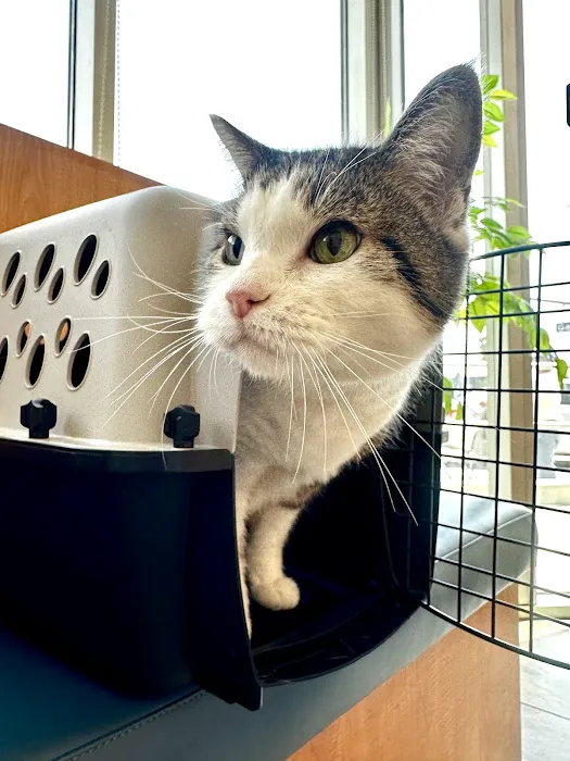 Griffith Pet Hospital Picture 8