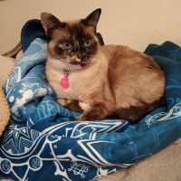 Sweetwater Veterinary Clinic ico