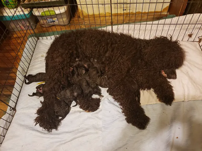 VCA Los Angeles Veterinary Specialists Picture 2