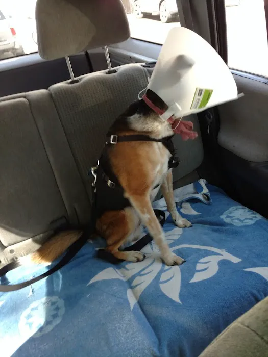 VCA Los Angeles Veterinary Specialists Picture 5