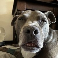 Laurel Pet Hospital ico