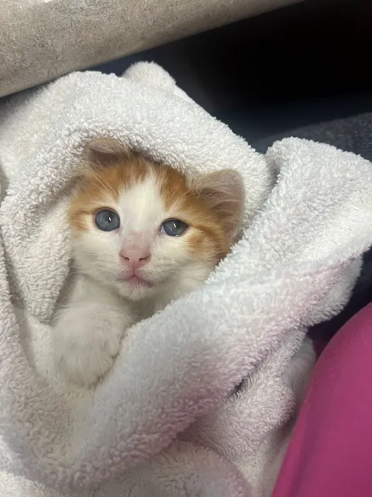 Laurel Pet Hospital Picture 8