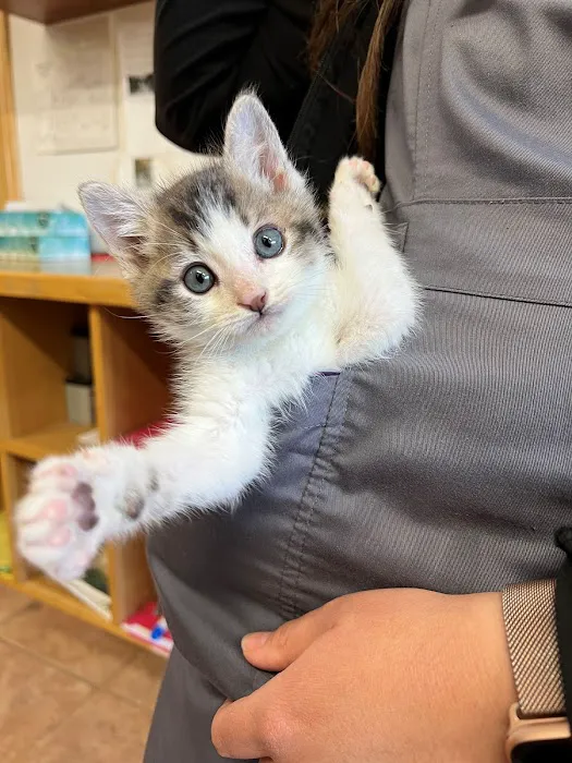 Laurel Pet Hospital Picture 9
