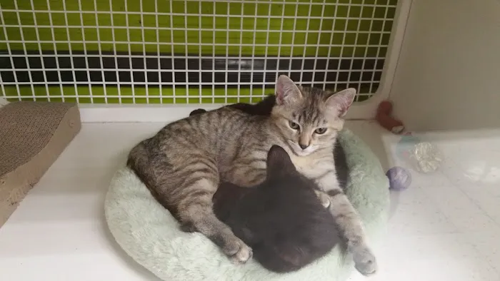 Vetco Vaccination Clinic Picture 2