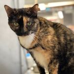 Melrose La Brea Animal Hospital