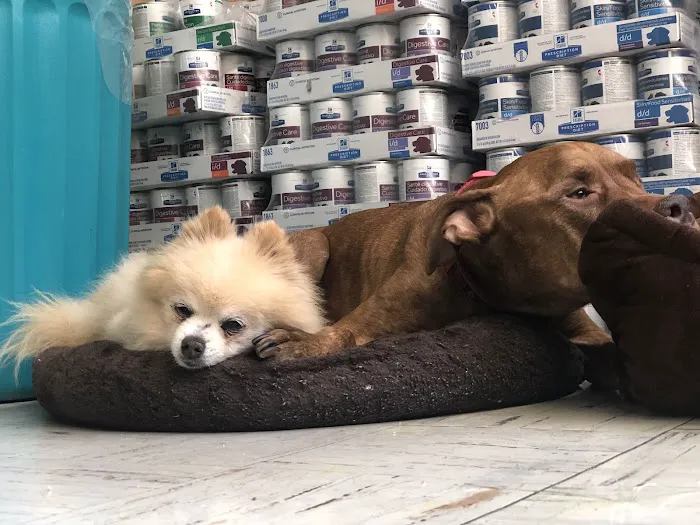 Melrose La Brea Animal Hospital Picture 4