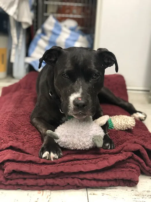 Melrose La Brea Animal Hospital Picture 10