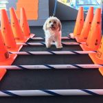 Beach Animal Rehabilitation