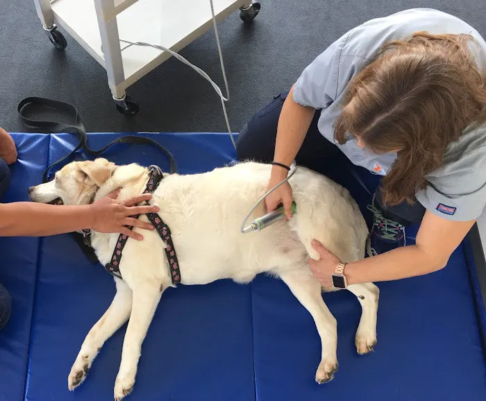 Beach Animal Rehabilitation Picture 8