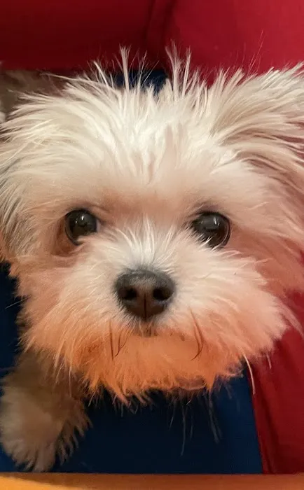 Country Hills Animal Clinic Picture 7