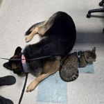 Pacific Animal Hospital