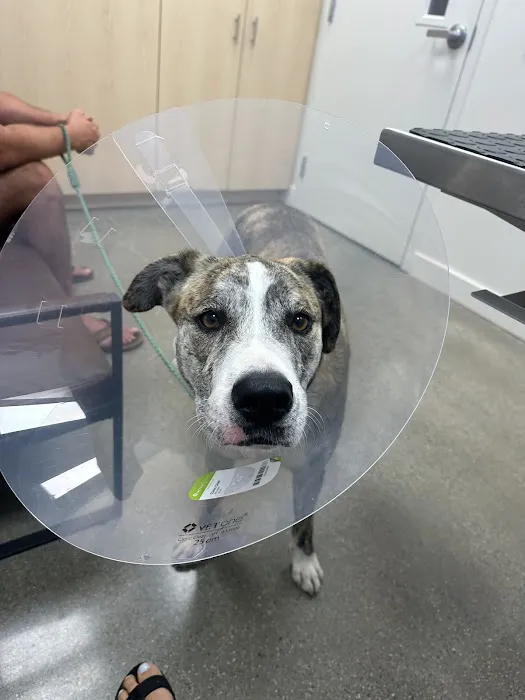 Pacific Coast Animal Hospital Picture 5