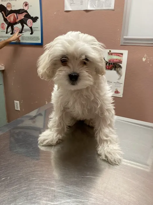 Florence Pet Clinic Picture 4