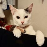 Lynwood Dog and Cat Hospital