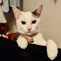 Lynwood Dog and Cat Hospital ico