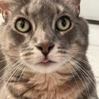 Huntington Park Dog & Cat Clinic ico