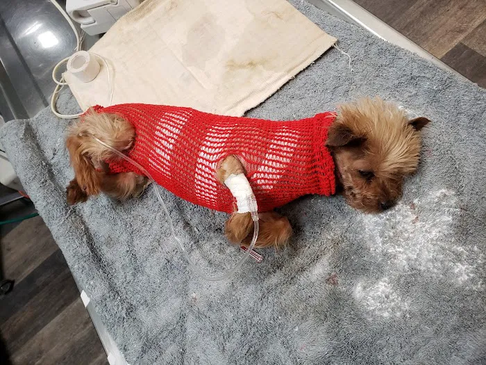 Huntington Park Dog & Cat Clinic Picture 2