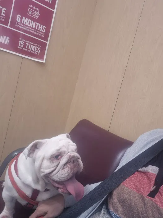 South Gate Dog - Cat Hospital Picture 3