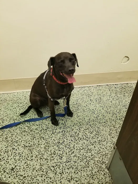 South Gate Dog - Cat Hospital Picture 4