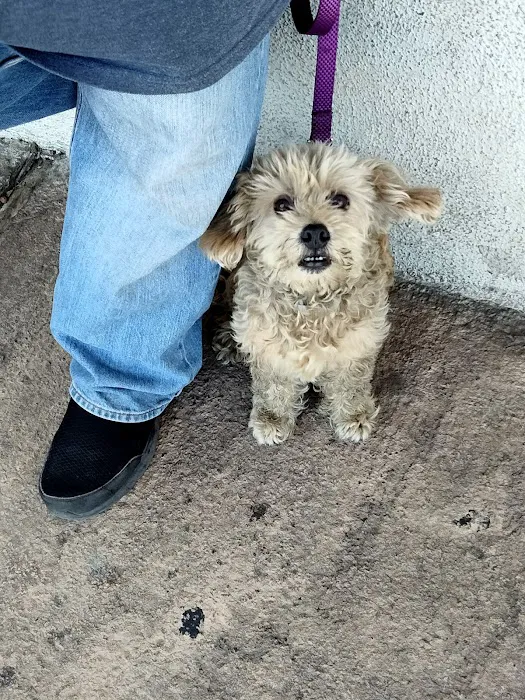South Gate Dog - Cat Hospital Picture 7