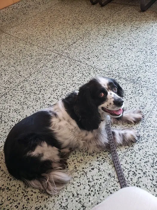 South Gate Dog - Cat Hospital Picture 10