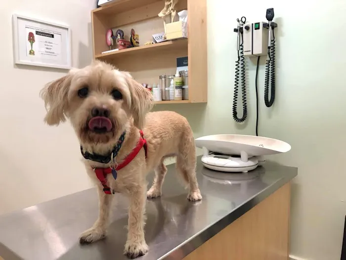 Olympic Pet Hospital Picture 1