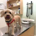 Olympic Pet Hospital