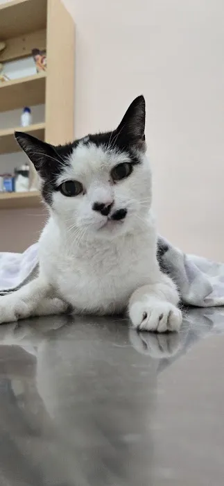 Olympic Pet Hospital Picture 2