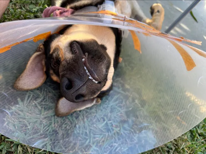 Olympic Pet Hospital Picture 4