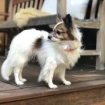 Animal Urgent Care K-Town