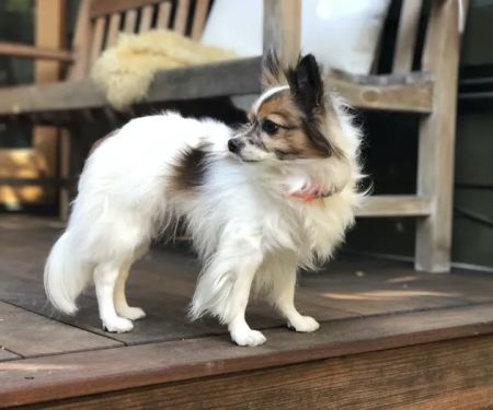 Animal Urgent Care K-Town