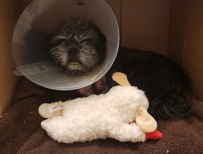 Animal Urgent Care K-Town Picture 3