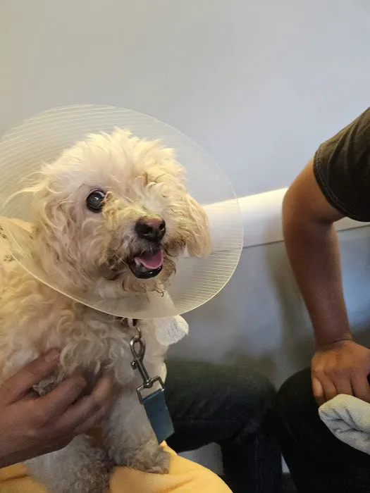 Animal Urgent Care K-Town Picture 6