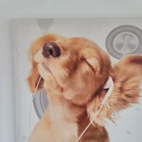 Beverly Pet Clinic ico