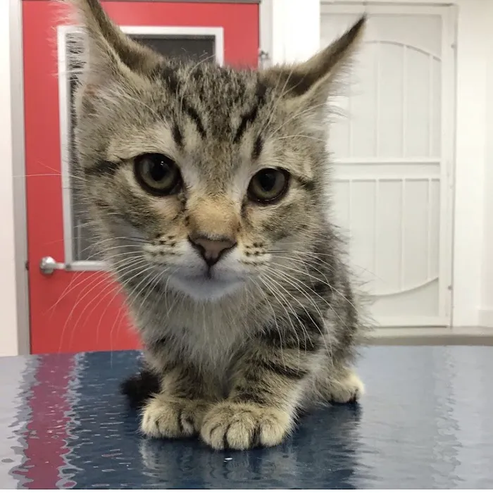 Beverly Pet Clinic Picture 6