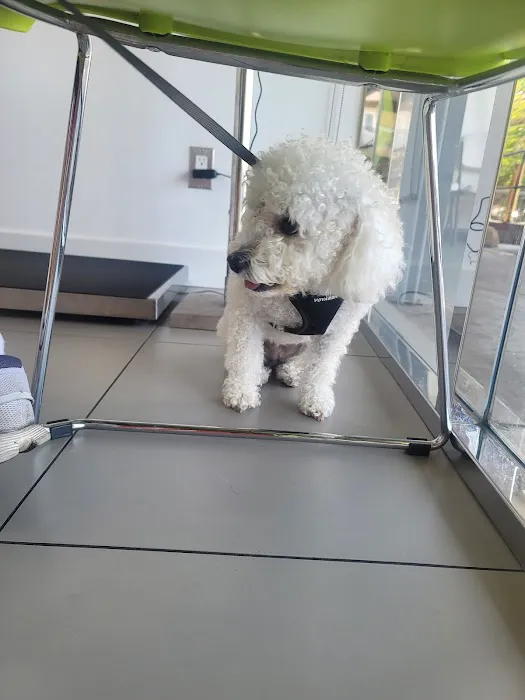 Beverly Pet Clinic Picture 3