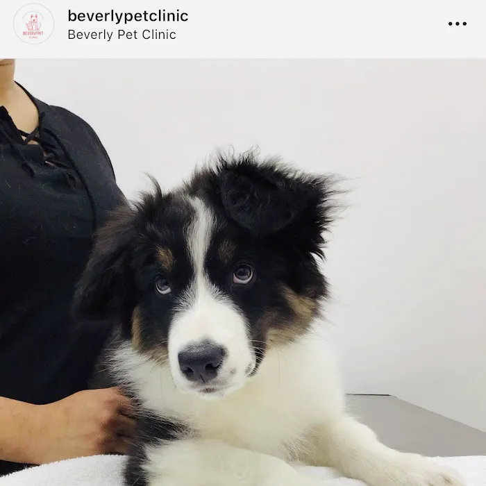 Beverly Pet Clinic Picture 7