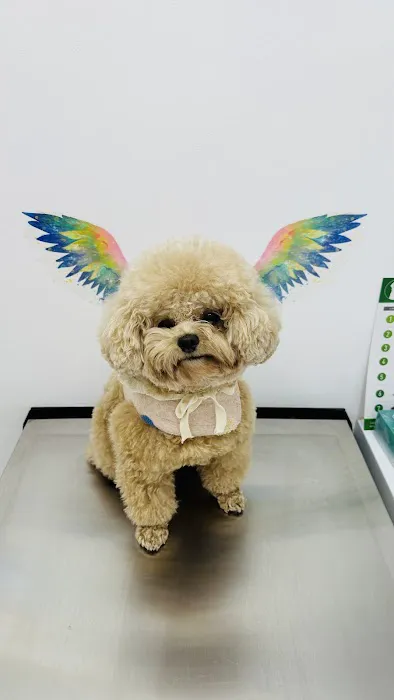 Beverly Pet Clinic Picture 10