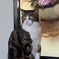Beverly Virgil Animal Hospital ico