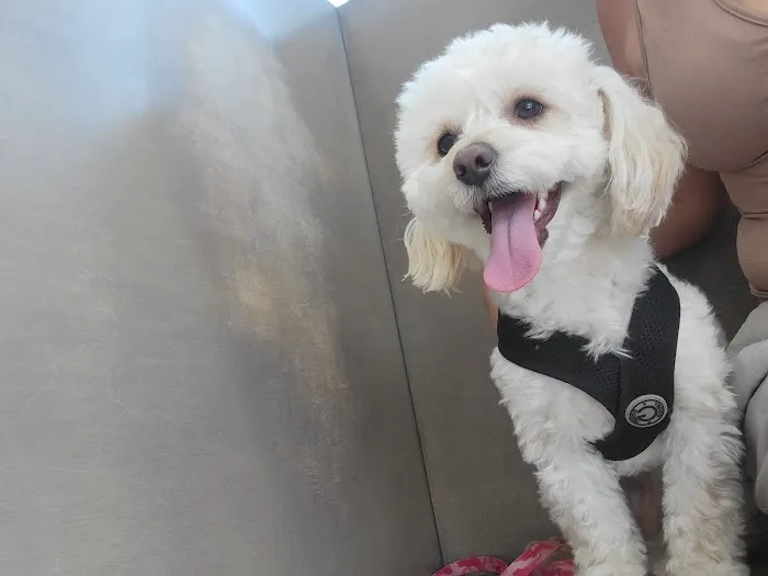 Beverly Virgil Animal Hospital Picture 7