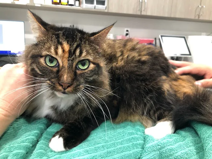 Larchmont Village Vet Picture 8